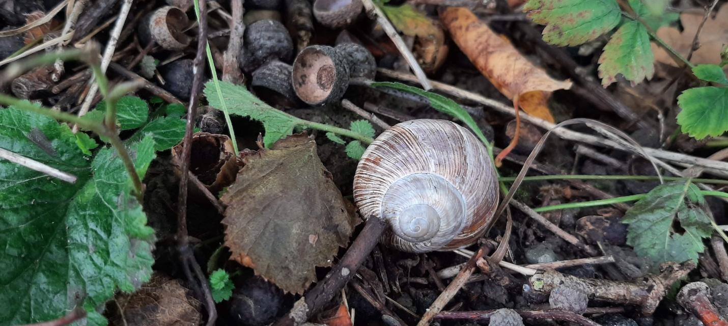 Weinbergschnecke