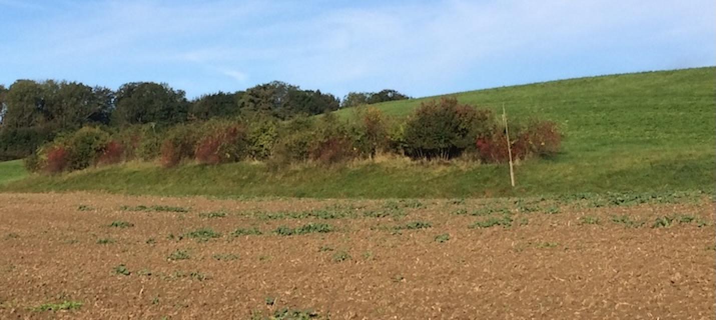 Hecke in der Nähe vom Friedhof Berg