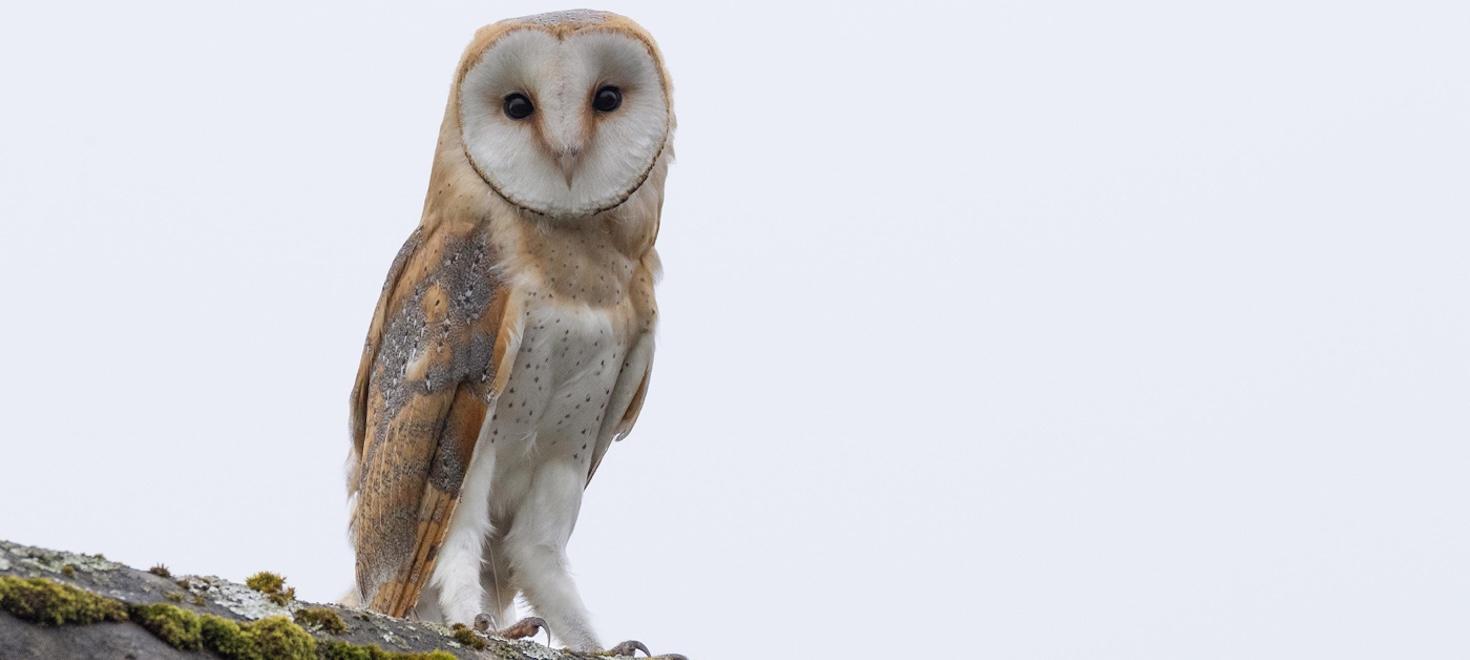 Schleiereule auf Beobachtungsposten